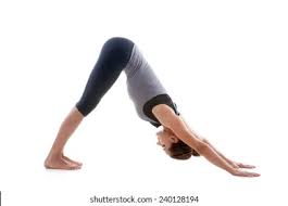 Down Dog Yoga Hd Stock Images Shutterstock