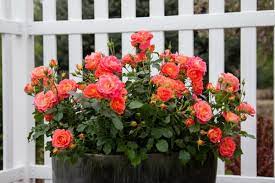 Can roses live in pots? Container Rose Gardening Made Easy Learn To Grow Roses In Pots