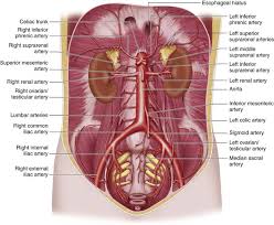 Understanding abdominal anatomy and physiology is essential to understanding the human body as a whole. Arterial Anatomy Of The Abdomen Radiology Key