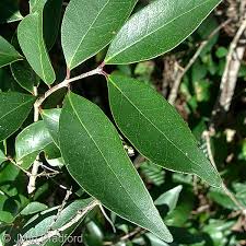 Image result for Eugenia