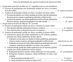 Image result for Hypolytrum goetghebeur