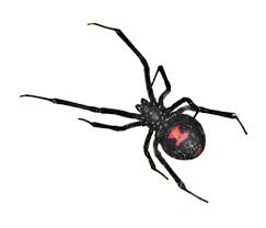 Black widows thrive in temperate climates, so they are. Black Widow Spider Facts Black Widow Spider Control Terro