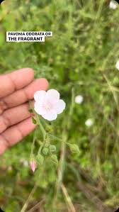 Image result for Pavonia