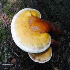Image result for Ganoderma curtisii
