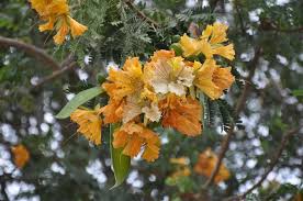 Image result for Astripomoea