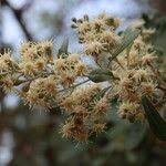 Image result for Brachylaena discolor