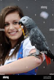 I papagei hi-res stock photography and images