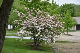 Dogwoods are small trees or shrubs that may be anything from 3 to 40 feet in height. Get Stellar Pink Flowering Dogwood In Mi At English Gardens Nurseries Serving Clinton Township Dearborn Heights Eastpointe Royal Oak West Bloomfield And The Plymouth Ann Arbor Michigan Areas