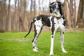 Our great danes are family raised as pets and therapy dogs. How Much Does A Great Dane Cost The Complete Buyer S Guide Perfect Dog Breeds