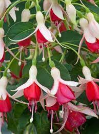 Fuchsia Val Bradley Fuchsia Flowers Fuchsia Flower Pretty Flowers