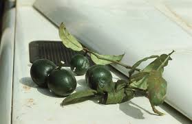 Image result for Tabernaemontana eglandulosa