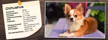 Chihuahuas remained a rarity until the early 20th century and the american kennel club. Futter Fur Den Chihuahua Ernahrungstipps Belcando