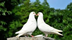 Maybe you would like to learn more about one of these? 6 Cara Menjodohkan Burung Merpati Agar Cepat Bertelur