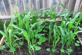 Rumput teki adalah salah satu tumbuhan yang lebih dikenal sebagai gulma karena keberadaannya sering mengganggu pertumbuhan tanaman lain. Menanam Timun Dengan Jagung Di Tanah Terbuka Bagaimana Menanam Dan Adakah Mungkin