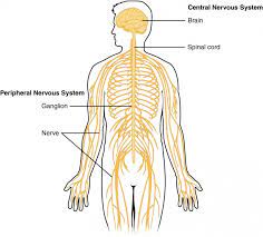 The nerve cells take in information throu. Basic Structure And Function Of The Nervous System Anatomy And Physiology I