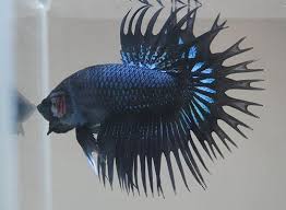 Access Denied Betta Fish Betta Aquarium Fish