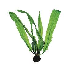 Image result for Aponogeton