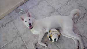 We did not find results for: Apesar Do Clima Quente Procura Por Cachorros Da Raca Akita Cresce No Norte De Minas E O Bicho G1