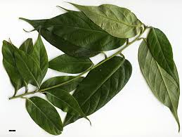 Image result for Pachycarpus lineolatus