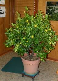 How do orange trees pollinate? Orange Tree Growing Walter Reeves The Georgia Gardener