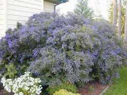 These versatile trees are also one of the best flowering trees for our area. Waterwise Plant Profiles Osu Extension Service