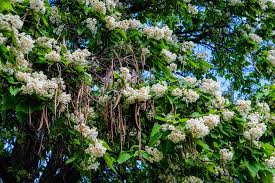 Chocolate fountain mimosa tree zones: 10 Fast Growing Shade Trees For Your Yard