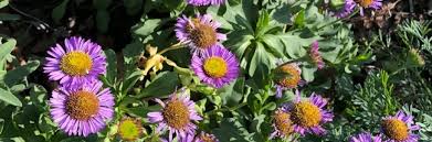 Image result for Erigeron steudelii