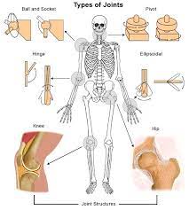 Types Of Joints In The Human Body Human Body For Kids Joints In Human Body What Causes Arthritis Body Joints