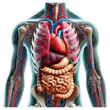 Image result for internal organs