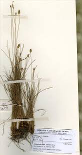 Image result for Abildgaardia ovata