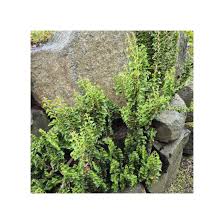 Image result for Helixanthera garciana