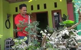 Удобрение для бонсай bonsai master 20 г. Tak Hanya Ikan Cupang Permintaan Bonsai Serut Juga Meningkat Di Tengah Pandemi Covid 19 Bagian 1