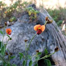 Image result for Indigastrum parviflorum