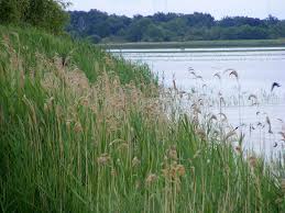 Image result for Phragmites australis