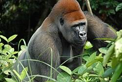 Herbivoor - Wikipedia