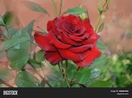 Having gained invaluable knowledge and experience in this environment, she has returned to her original passion for photography, combining a love of nature with fine art. Choosing Best Roses Image Photo Free Trial Bigstock