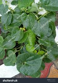 Image result for Gilgiochloa indurata