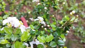 Image result for Malpighia coccigera