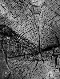 Black And White Woods Picture Cracked Tree Stump Showing Age Rings In Black And White Black And White Tree Woods Photography Nature Photography Trees