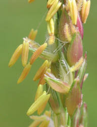 Image result for Panicum coloratum