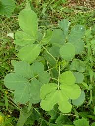 Image result for Senna tora