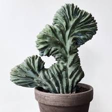Mature specimens can grow quite tall. Myrtillocactus Geometrizans Cristata Complete Care Guide Lya Solis