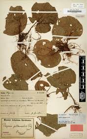 Image result for Begonia potamophila