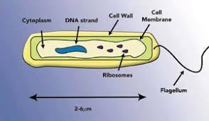 The legionella bacterium also causes pontiac fever, a milder illness resembling the flu. Detailed Legionella Safe Drinking Water Foundation
