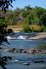 Image result for Cryptosepalum maraviense