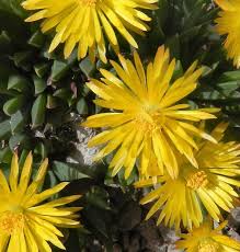 Image result for Hereroa glenensis