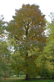 Image result for Fraxinus americana
