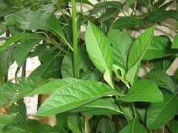 We did not find results for: Manfaat Daun Afrika Selatan Manfaat Co Id