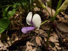 Image result for Dolichos sericeus