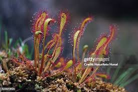 Image result for Droseraceae